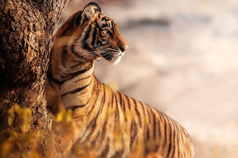 amazing-bengal-tiger-nature-min