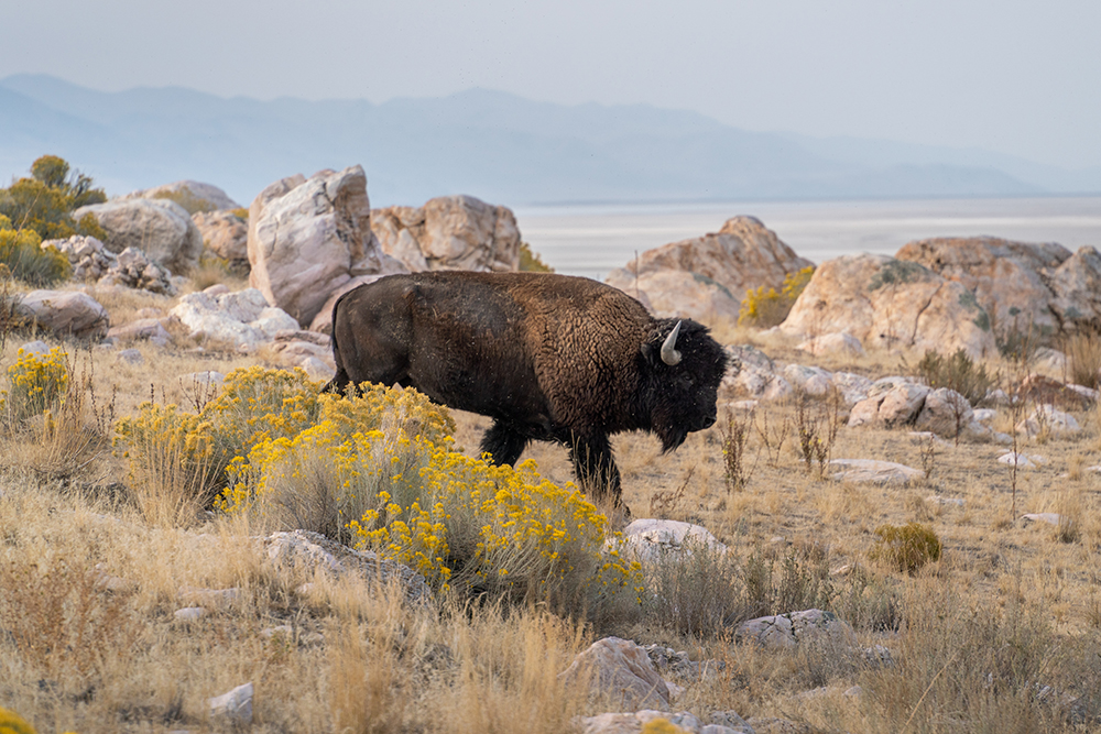 A beautiful closeup view of a bison standing in the middle of the field