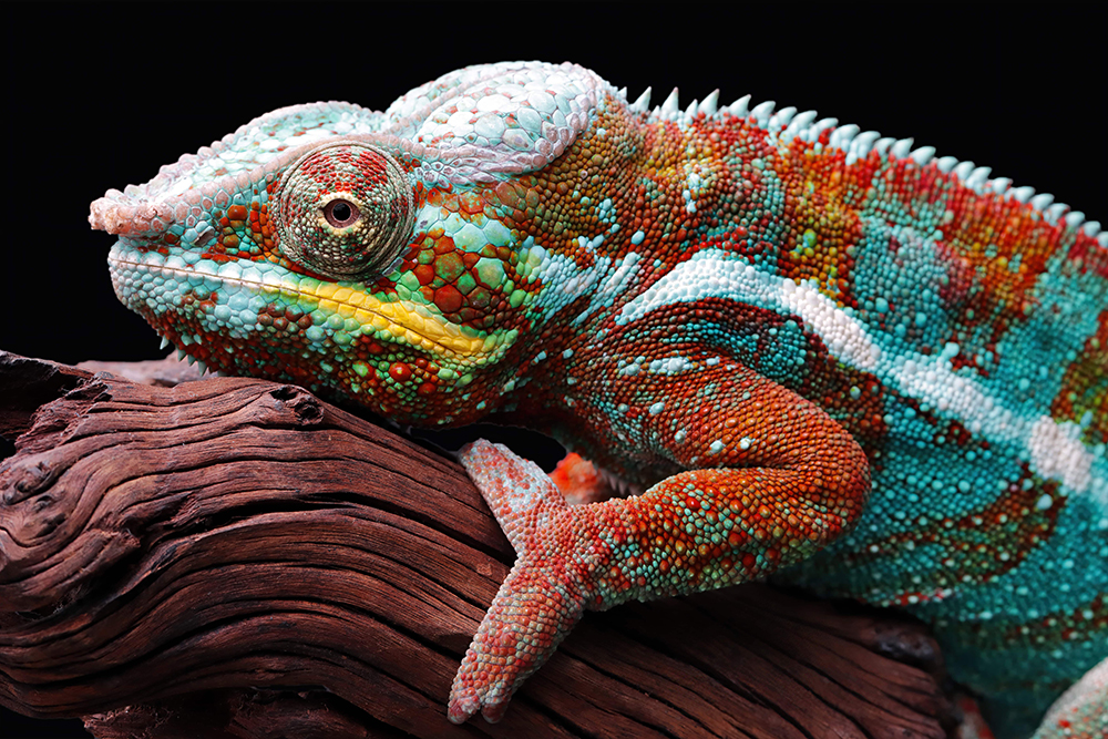 beautiful-color-chameleon-panther-chameleon-panther-branch-min