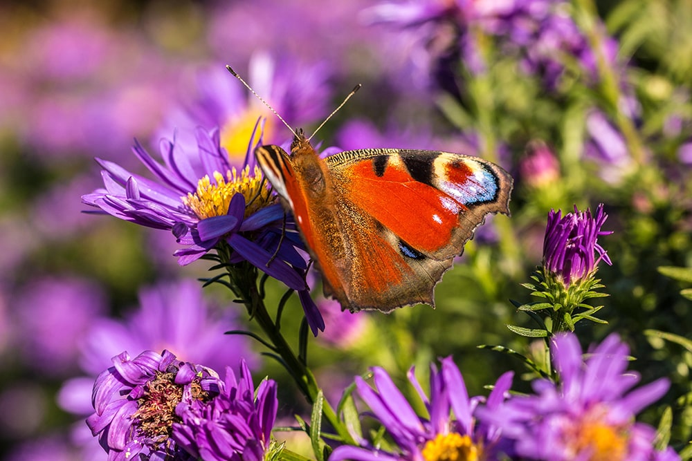 close-up-butterfly-purple-flower-min-min