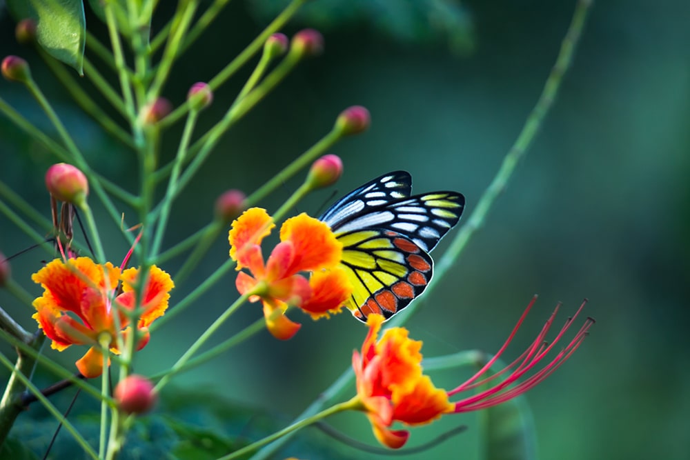 common-jezebel-butterfly-delias-eucharis-resting-royal-poinciana-flowers-springtime-min-min