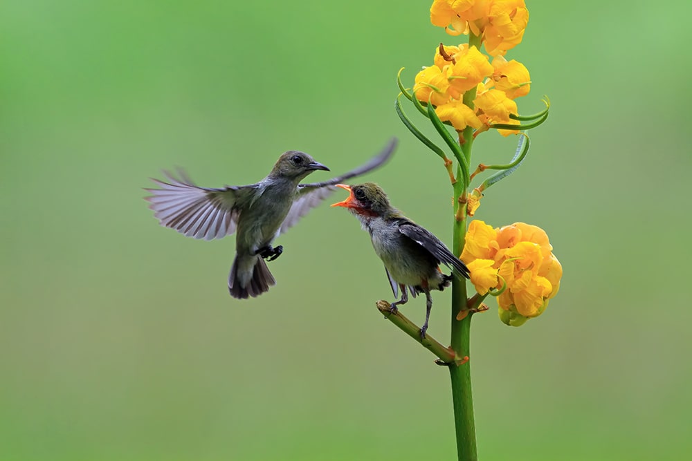 kemande-bird-dicaeum-trochileum-feed-their-young-kemande-bird-dicaeum-trochileum-flying-feed-th-min-min