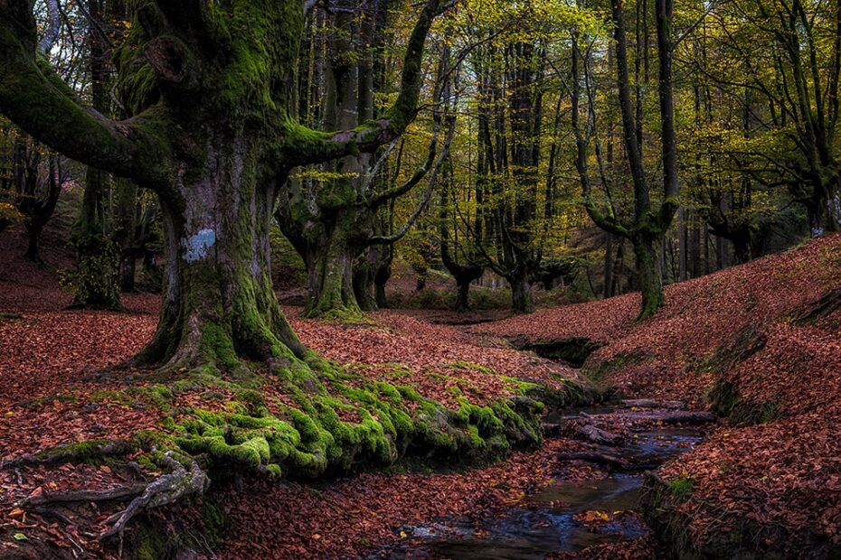 Exploring the Enchantment of Mystical Forests